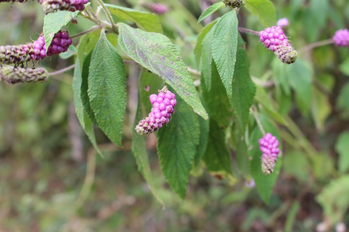 Lantana trifolia L.